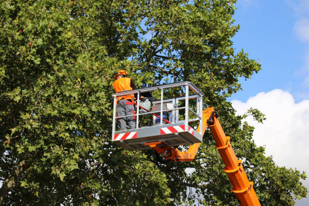 How Our Tree Care Process Works  in St Augustine Shores, FL